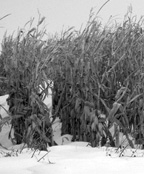 Unpicked corn stands in the fields