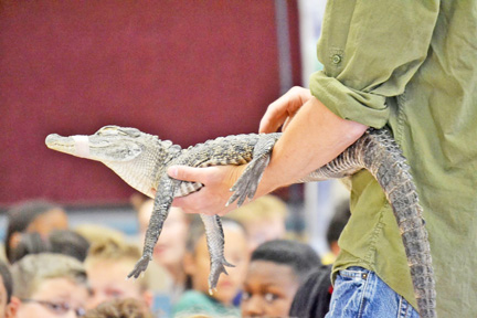 Wildlife Encounters