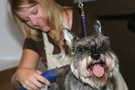 Dog grooming