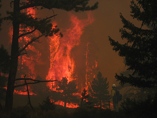 Tree torching