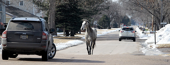Horse in North Bend