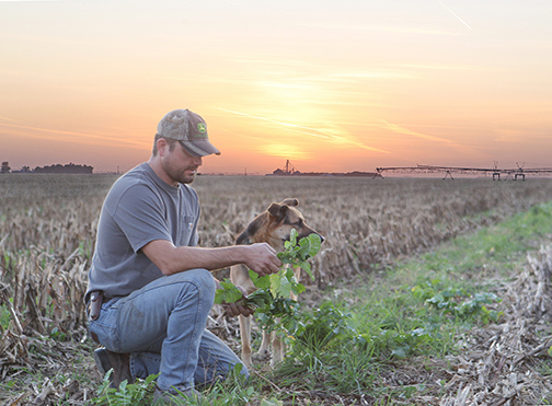 Inspecting cover crop